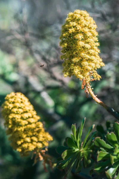 Vertical Shot Bee Flying Mimosa Flowers — Stock Photo, Image