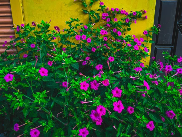 Les Fleurs Violettes Mirabilis Poussant Dans Jardin Devant Bâtiment — Photo