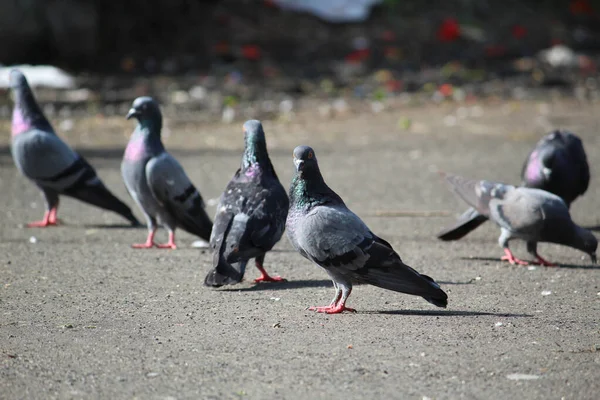 在阳光下的大街上拍摄的一群鸽子的选择性镜头 — 图库照片