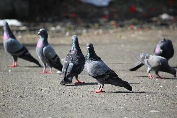 Tiro Seletivo Foco Rebanho Dos Pombos Rua Sob Sol — Fotografia de Stock