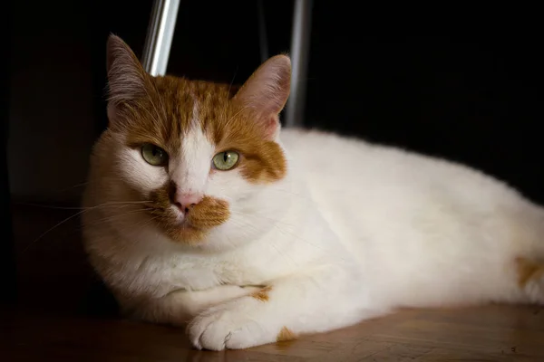 Lindo Gato Blanco Jengibre Tirado Suelo — Foto de Stock