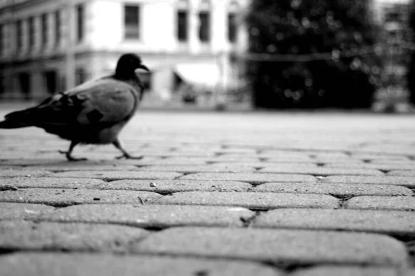 Cliché Niveaux Gris Une Colombe Marchant Sur Des Pavés — Photo