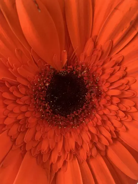 オレンジの葉に囲まれた花の核の閉鎖 — ストック写真