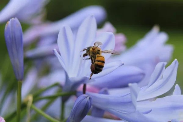 蜜蜂在浅蓝色的草甸花上采蜜的宏观照片 — 图库照片