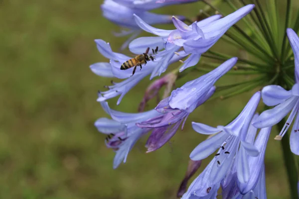 蜜蜂在浅蓝色的草甸花上采蜜的宏观照片 — 图库照片