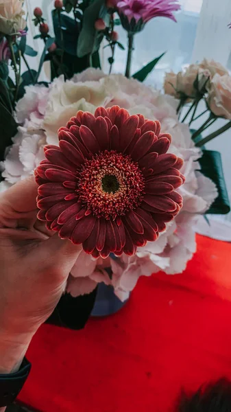 Vacker Blommande Gerbera Tusensköna Blomma — Stockfoto