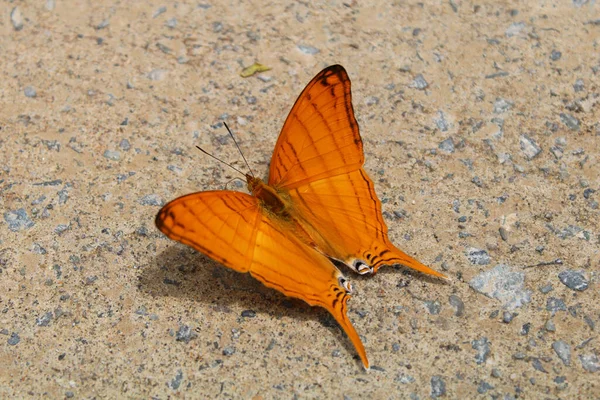 Bir Portakallı Marpesia Berania Nın Yere Hançer Saplayan Kelebeğinin Makro — Stok fotoğraf