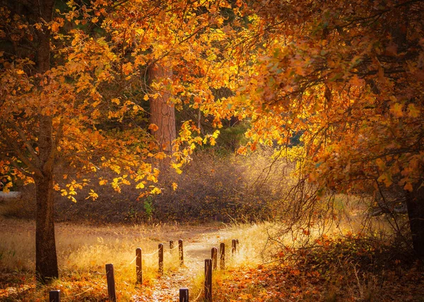 Beautiful Shot Trail Golden Forest — Stock Photo, Image