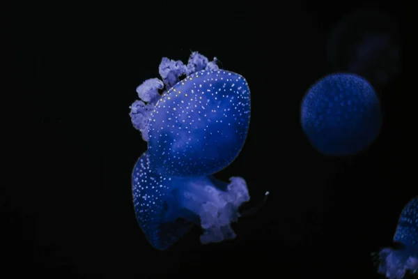 Mise Point Sélective Une Méduse Bleuâtre Dans Aquarium Sur Fond — Photo