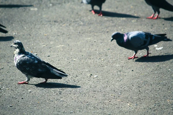 Eine Gruppe Tauben Einem Sonnigen Tag Auf Der Straße — Stockfoto