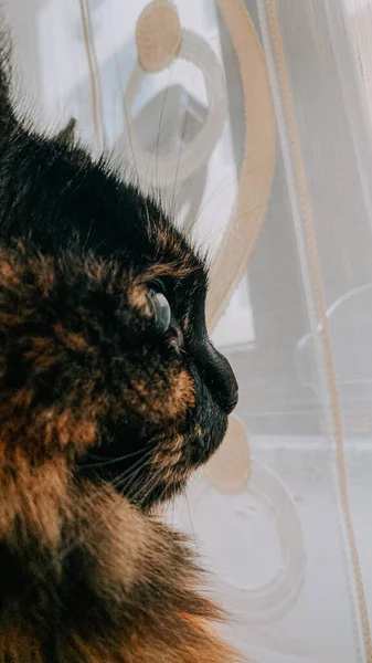 Μια Κοντινή Φωτογραφία Μιας Εγχώριας Γάτας Στο Παράθυρο — Φωτογραφία Αρχείου
