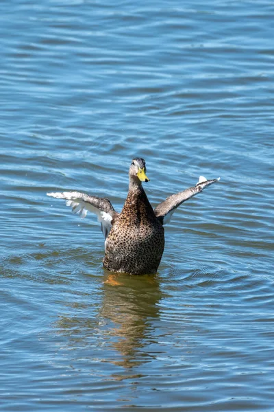 Pionowe Ujęcie Szczęśliwej Kaczki Kołyszącej Skrzydłami Pięknym Błękitnym Jeziorze — Zdjęcie stockowe