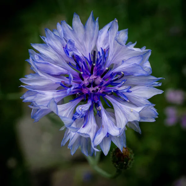 Closeup Image Purple Knapweeds Flower Green Background — Stock Photo, Image