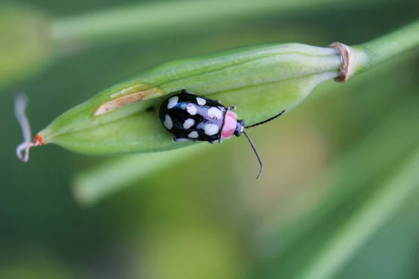 Una Macro Toma Escarabajo Pulga Ocho Manchas Brote Verde — Foto de Stock