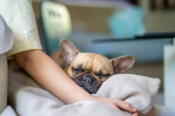 Lindo Bulldog Francés Dormido Una Almohada — Foto de Stock