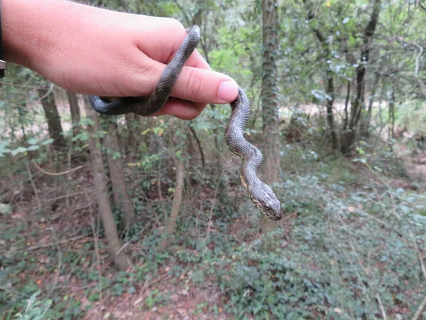 Eine Wasserschlange Natrix Maura Der Hand Eines Menschen Der Natur — Stockfoto