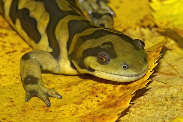 Tiro Close Uma Salamandra Tigre Barrado Folhas Amarelas Caídas — Fotografia de Stock