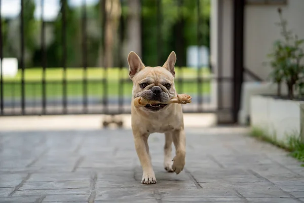 Una Toma Selectiva Enfoque Bulldog Francés Sosteniendo Hueso Cuero Crudo —  Fotos de Stock