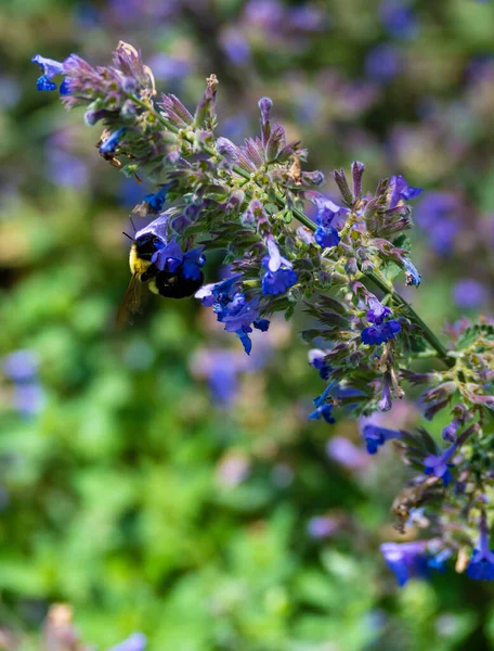 Een Verticaal Schot Van Een Schattige Kleine Hommel Verzamelen Stuifmeel — Stockfoto