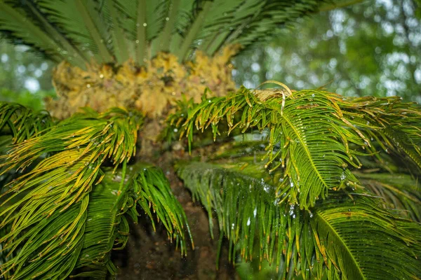 一张萨满棕榈树的特写照片 — 图库照片