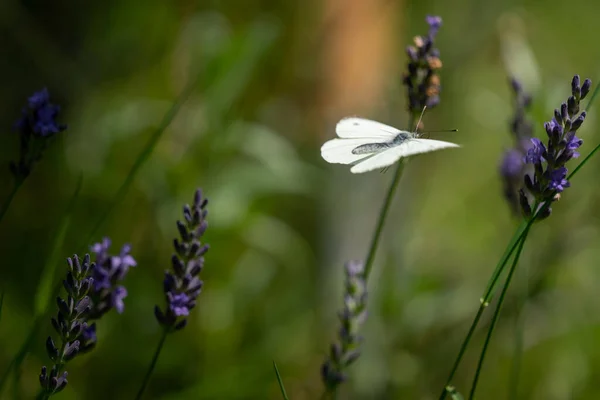 Borboleta Aproxima Uma Flor Lavanda — Fotografia de Stock