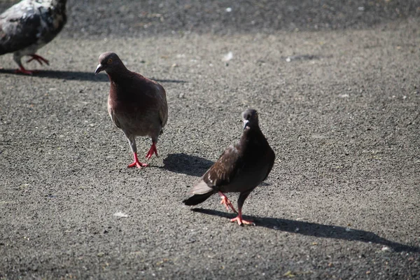 Een Zwerm Duiven Die Onder Zon Grond Lopen Lange Schaduwen — Stockfoto