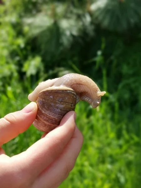 Egy Függőleges Lövés Egy Gyerek Kezéről Egy Achatina Csigával Kezében — Stock Fotó