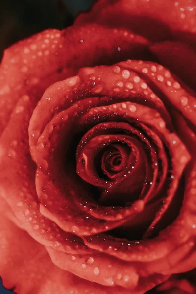 Ένα Κάθετο Κοντινό Πλάνο Ενός Κόκκινου Τριαντάφυλλου Καλυμμένου Δροσοσταλίδες — Φωτογραφία Αρχείου