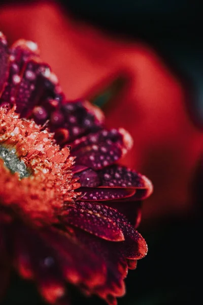 Ένα Όμορφο Άνθος Ζέρμπερας Λουλούδι Μαργαρίτα — Φωτογραφία Αρχείου