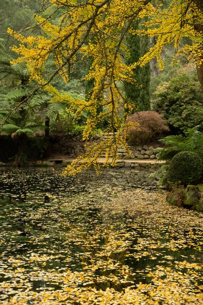 Una Hermosa Vista Las Hojas Amarillas Las Ramas Árbol Bosque — Foto de Stock