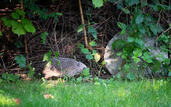 Hedgehog Hides Leave Garden — Stock Photo, Image