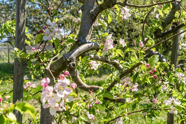 Gros Plan Une Belle Fleur Pommier — Photo