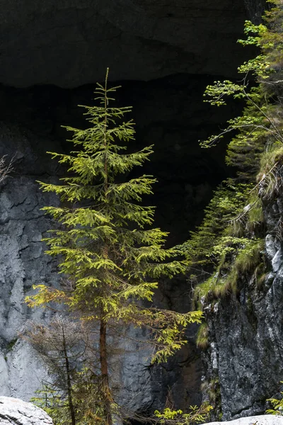 Disparo Vertical Árboles Rodeados Rocas Bosque Luz Del Día Rumania — Foto de Stock