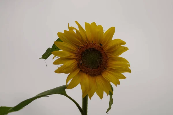 Nahaufnahme Einer Sonnenblume Vor Wolkenverhangenem Himmel Bevölkert Von Einigen Insekten — Stockfoto