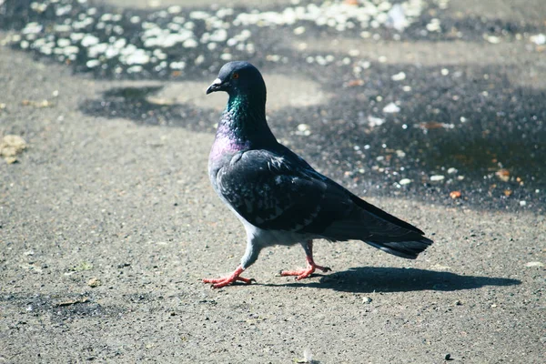 Eine Taube Auf Der Straße Einem Sonnigen Tag — Stockfoto