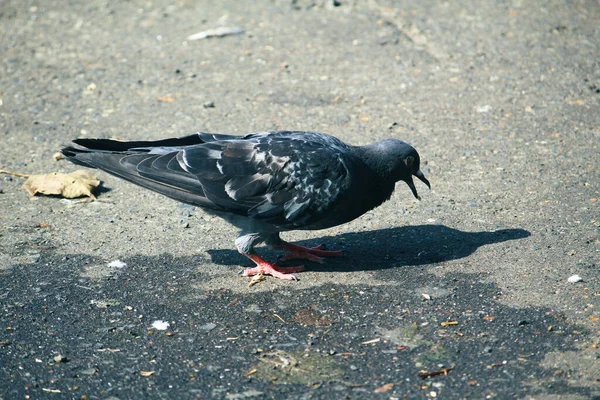 晴れた日には木鳩が通りを歩いている — ストック写真