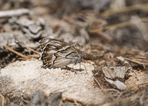 위에서 줄무늬가 무당벌레 나비의 — 스톡 사진