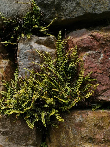 Las Plantas Verdes Que Crecen Entre Piedras — Foto de Stock