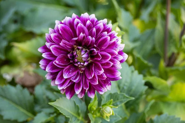 Gros Plan Une Grande Fleur Dahlia Violette Blanche Devant Fond — Photo