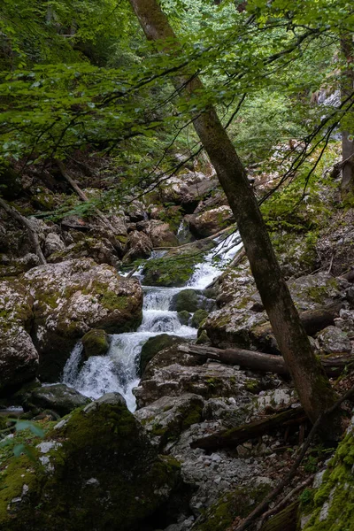 Eine Vertikale Aufnahme Eines Baches Einem Grünen Wald Tageslicht — Stockfoto