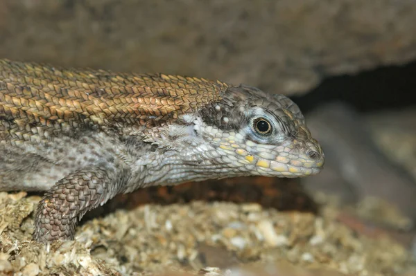 Gros Plan Lézard Queue Bouclée Face Rouge Sur Fond Flou — Photo