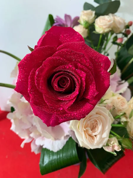 Крупним Планом Знімок Красивої Троянди — стокове фото