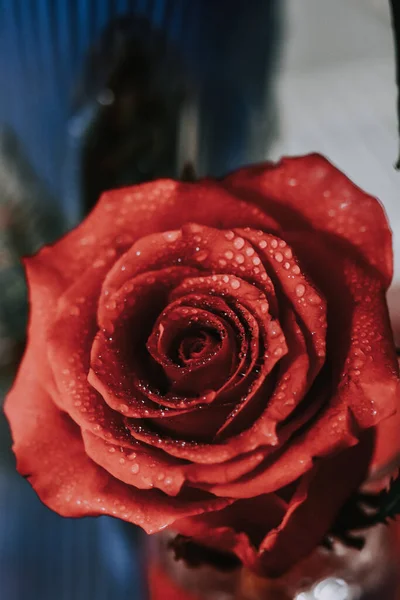 Ένα Κάθετο Κοντινό Πλάνο Ενός Κόκκινου Τριαντάφυλλου Καλυμμένου Δροσοσταλίδες — Φωτογραφία Αρχείου