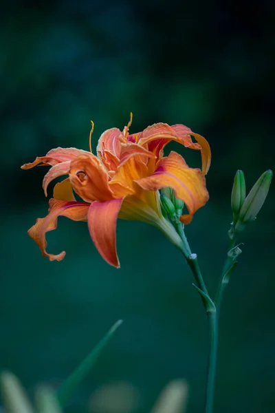 Une Seule Fleur Lis Gros Plan Dans Après Midi — Photo