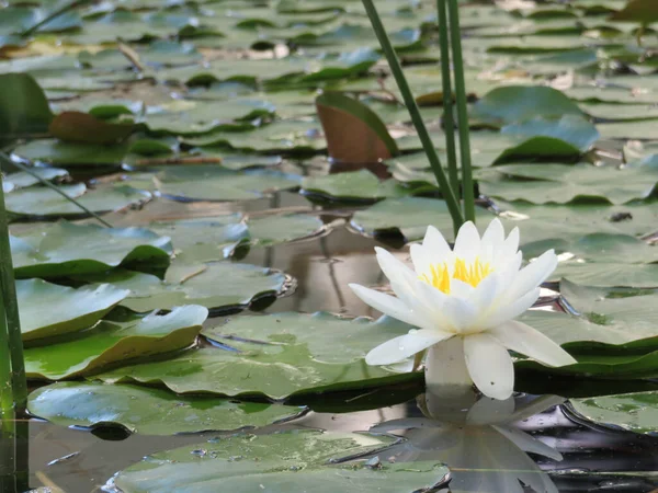 Vatten Lilja Med Blad Och Blomma Lagun Naturen — Stockfoto