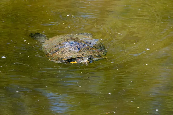Close Uma Tartaruga Bonita Nadando Corpo Água Verde Sujo — Fotografia de Stock