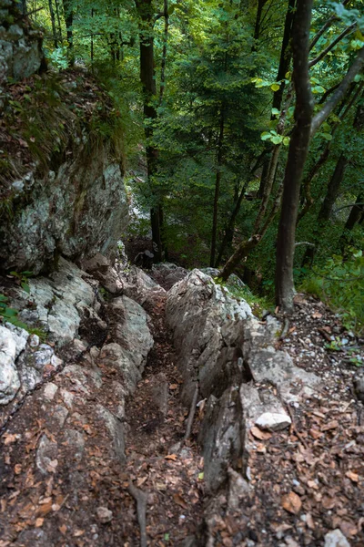 Plano Vertical Bosque Cubierto Vegetación Rocas Luz Del Día —  Fotos de Stock