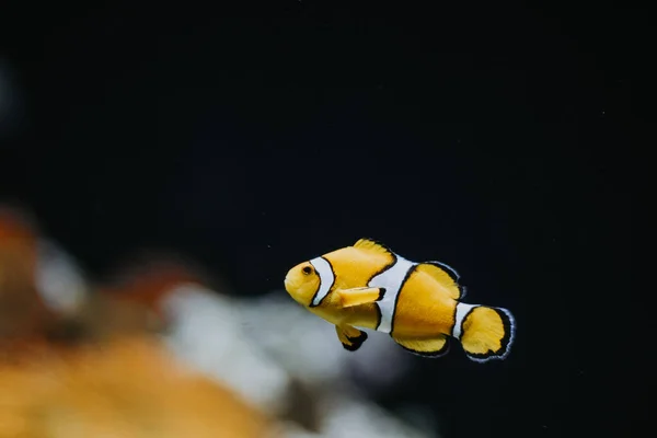 Ένα Χαριτωμένο Κίτρινο Ocellaris Clownfish Λευκές Ρίγες Ένα Ενυδρείο — Φωτογραφία Αρχείου
