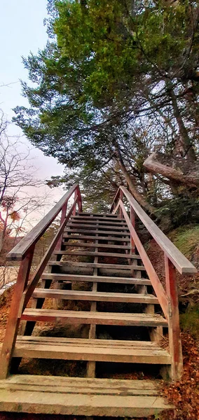 Plano Vertical Escaleras Madera Bosque Rodeado Árboles Verdes Brillantes Bajo —  Fotos de Stock