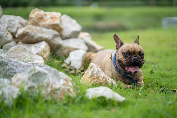 岩の山と緑の芝生の上に横たわるフランスのブルドッグの選択的な焦点ショット — ストック写真